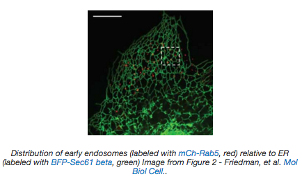 Distribution of early endosomes relative to ER