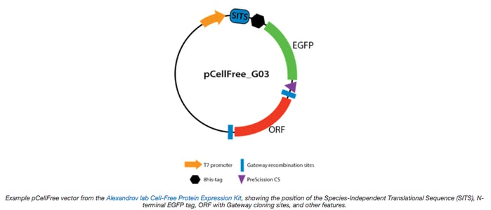 pCellFree plasmid