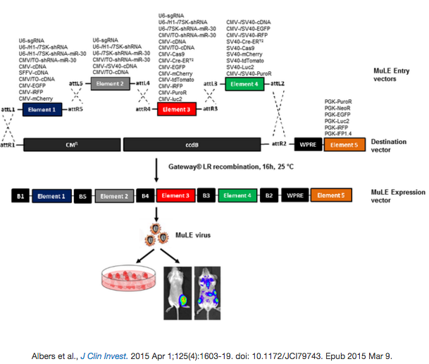 MuLE vectors for customized lentivirus production