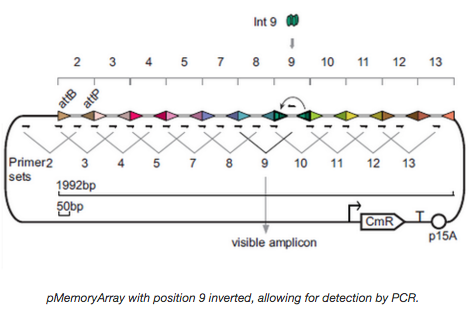 Multi-Bit Genetic Memory