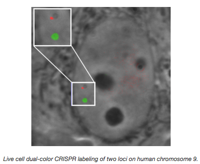 Multicolor CRISPR Labeling