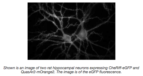 two rat hippocampal neurons expressing CheRiff-eGFP and QuasAr2-mOrange2