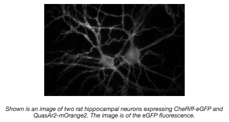 All-Optical_Electrophysiology.png two rat hippocampal neurons expressing CheRiff-eGFP and QuasAr2-mOrange2