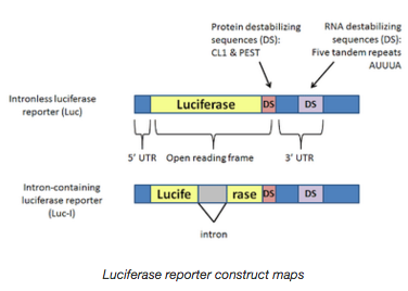 high throughput luciferase reporter construct maps