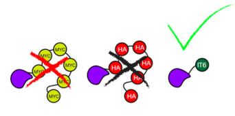 Inntags for epitope tagging