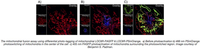 Mitochondrial fusion assay