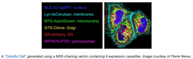 A cell generated from the MXS chaining vector