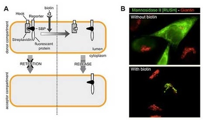 Synchronization of secretory protein traffic in mammalian cells