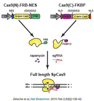 Split Cas9