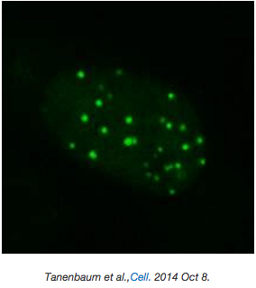 Imaging using the SunTag system