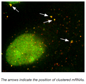 TRICK visualizing translation in living cells