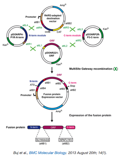 Toolkit for constructing fusion proteins