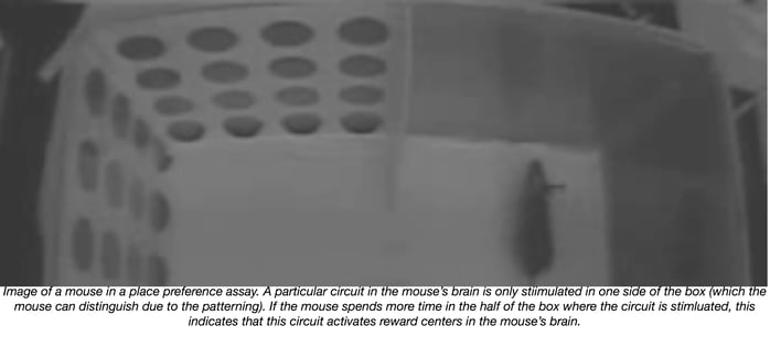 Mouse in a place preference behavioral experiment