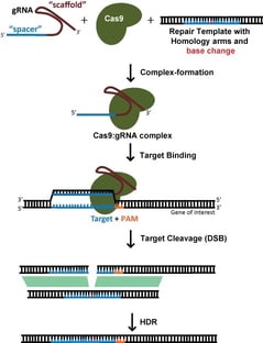 Utilizar o CRISPR para realizar a edição do genoma