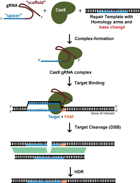 Using CRISPR to perform genome editing