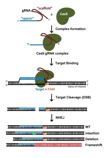 How to Design Your gRNA for CRISPR Genome Editing