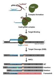 Utilisation de CRISPR pour créer des indels