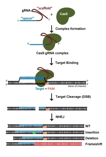 Using CRISPR to create Indels