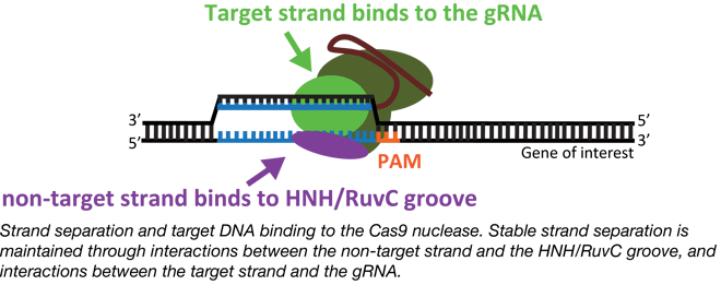 CRISPR Strand Separation