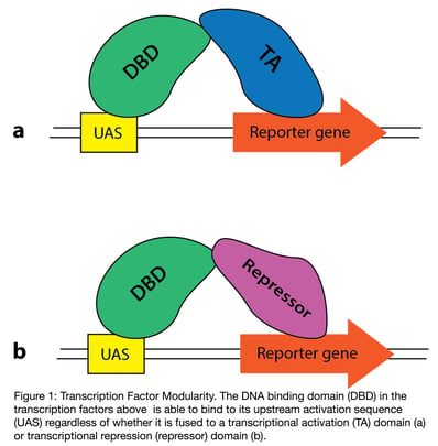 Transcription factor modularity. The DNA binding domain in a transcription factor is able to bind its upstream activation sequence even if it's not fused to a transcriptional activation domain or transcriptional repression domain.