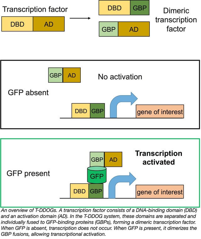 T-DDOG Split Transcription Factors from the Cepko Lab