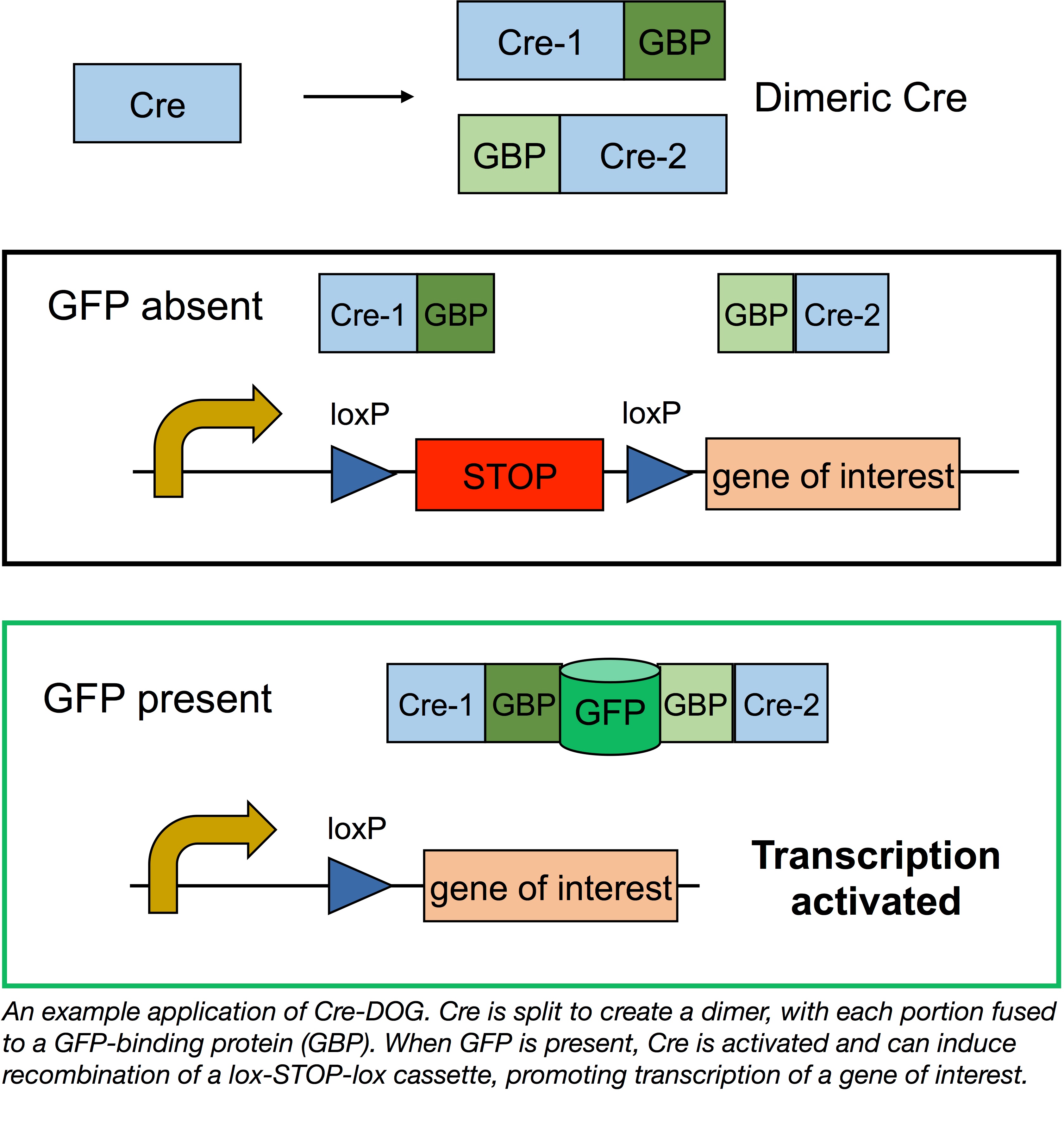 teaching an old dog new tricks controlling protein activity with gfp cre lox system