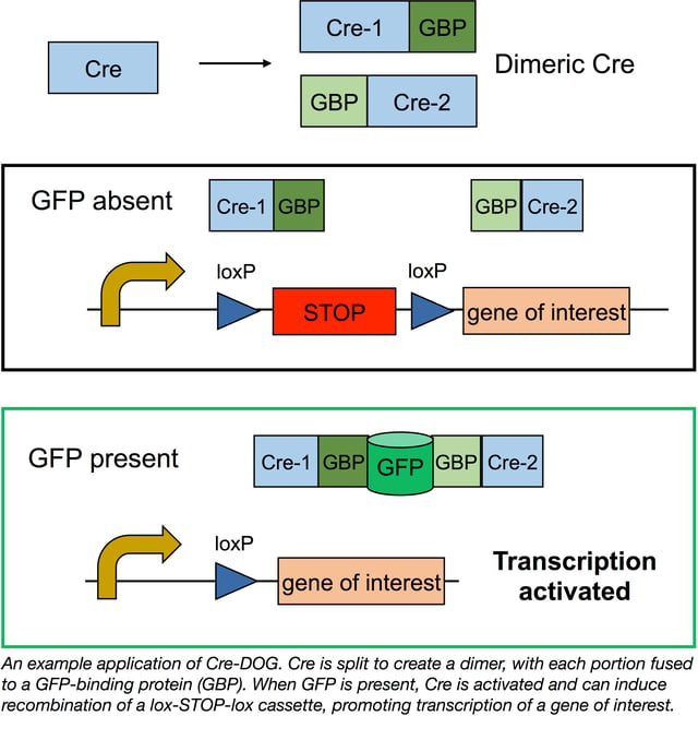 Cre-DOG split recombinase system engineering by the Cepko Lab