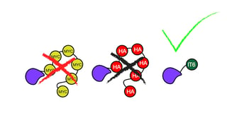 different protein tags: MYC, HA, and Inntag.