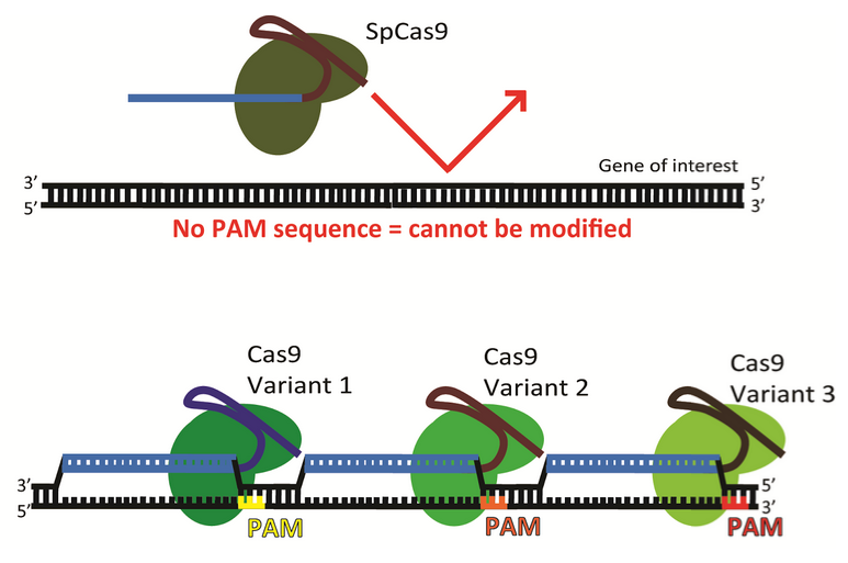 The PAM Requirement and Expanding CRISPR Beyond SpCas9