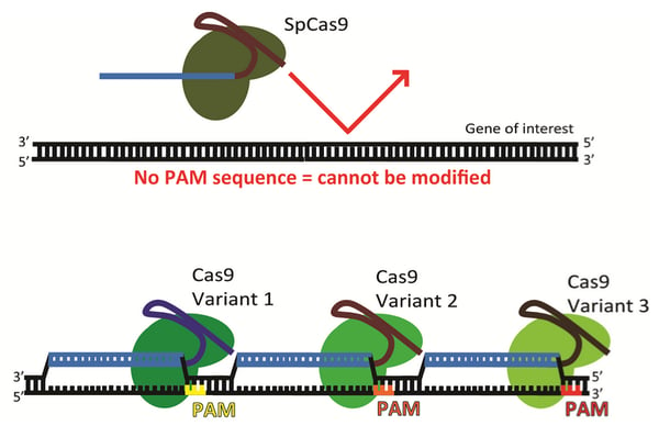 Cas9 Variants with different PAM requirements can be used to target different loci 