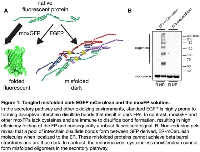 Fluorescent protein misfolding & disulfide bond formation leads to nonfunctional fluorescent protein