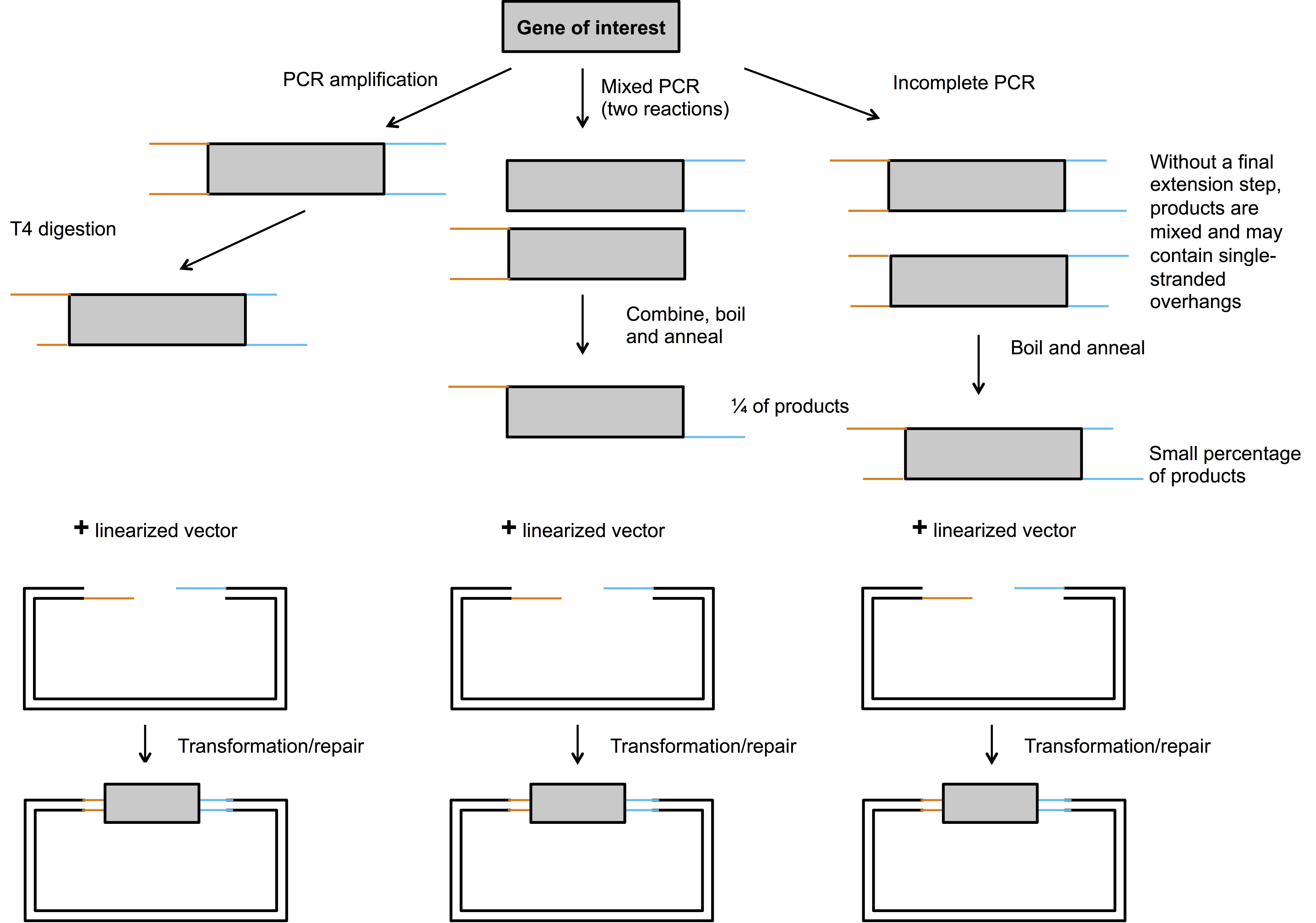 ligation independent cloning serial cloner ligation independent cloning serial cloner