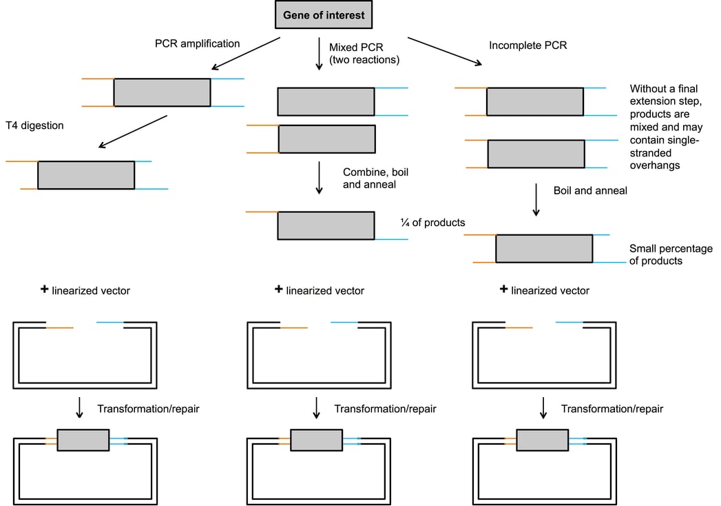 Plasmids 101 Sequence and Ligation Independent Cloning (SLIC)