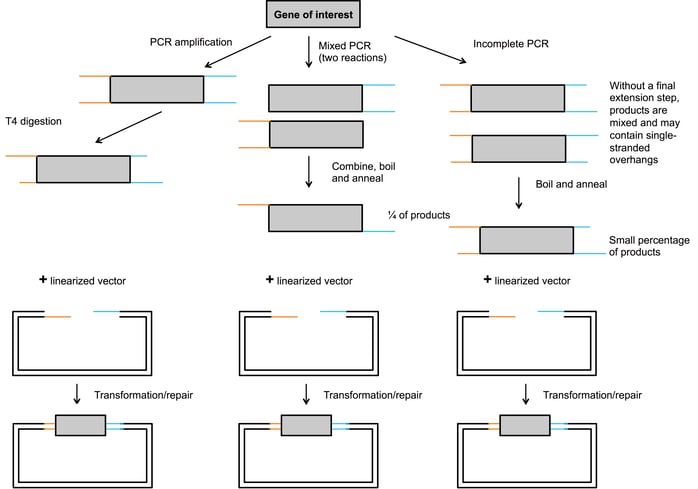 The sequence- and ligation-independent cloning process