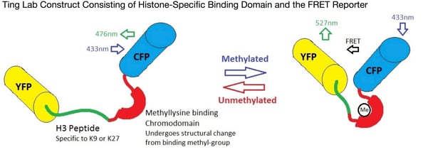 FRET based biosensor for histone modifications.