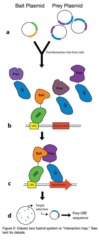 Yeast Two Hyrbrid Screen. The two key components of the yeast two hybrid system are a bait and a prey plasmid. The bait plasmid expresses a bait protein which is fused to a DNA binding domain. The prey plasmid expresses a prey protein which is fused to a transcriptional activator protein. These two plasmids are transformed into yeast host cells and if the DNA binding domain and transcriptional activator domain come in close proximity, then the prey protein binds the bait protein.