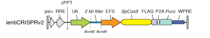 linear lentiCRISPR v2