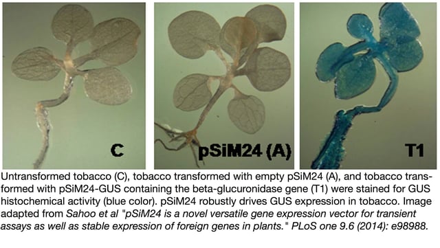 GUS expression in a tobacco plant driven by the binary vector pSiM24