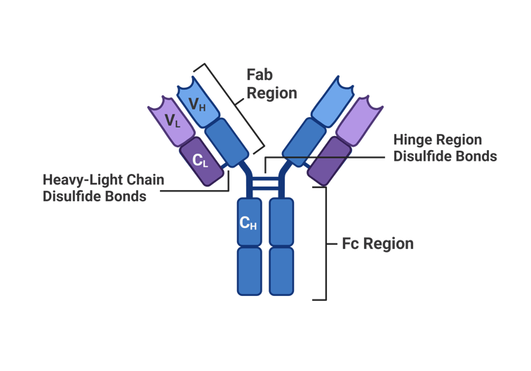 Schematic of a standard IgG antibody with the Fab and Fc regions labeled as well as important disulfide bonds in the hinge region and in the Fab region. 