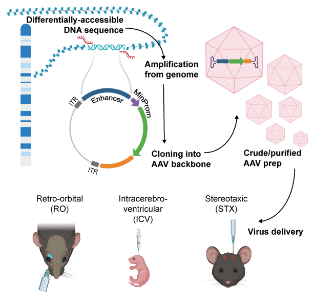 Schematic of selection and testing of AAV enhancers. Enhancers were selected from the differentially-accessible DNA sequences, amplified from the genome, cloned into the AAV backbone, prepped as AAV (crude and purified), and delivered to mouse brains using methods described in the text.