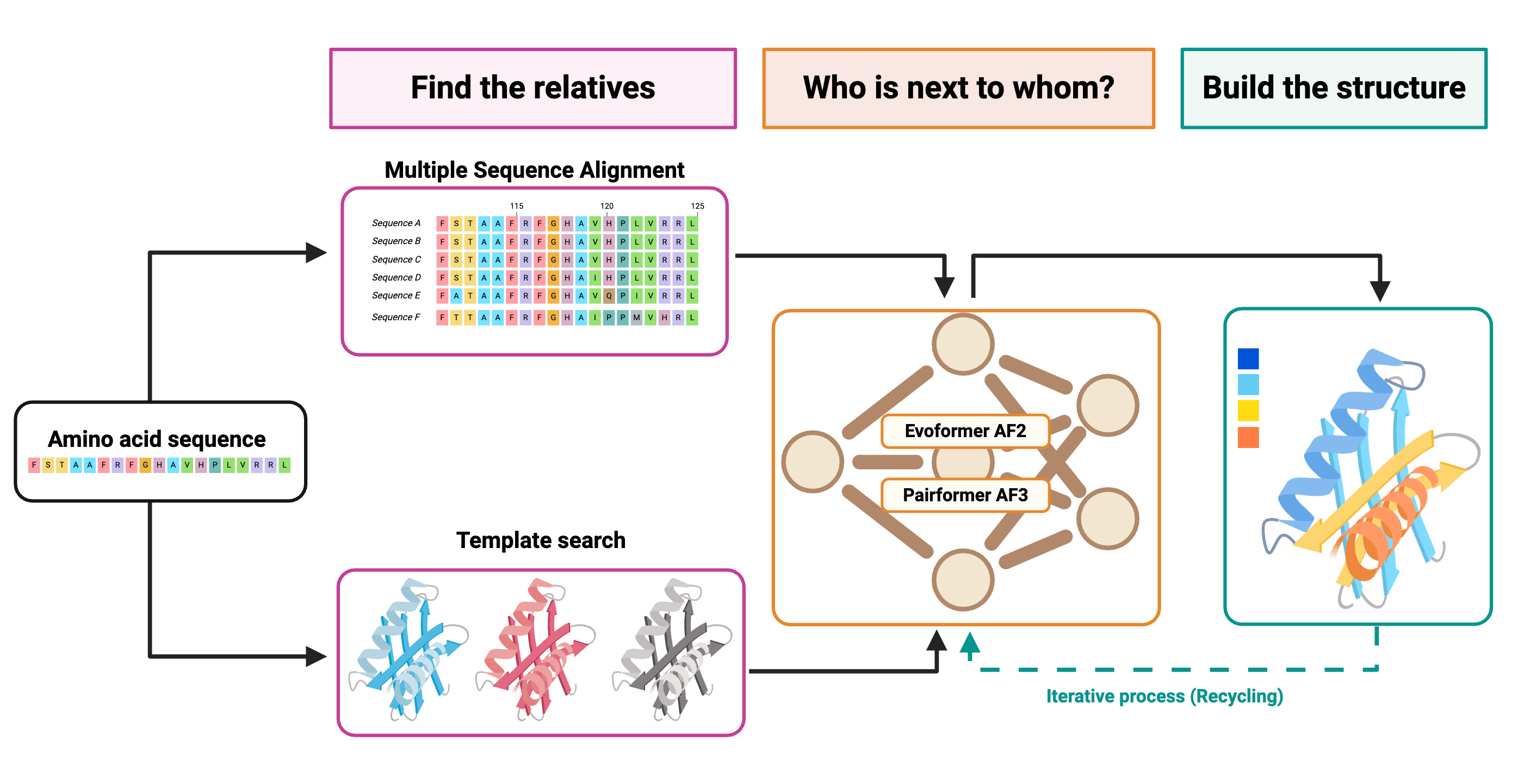 The pipeline is broken into three main steps: find the relatives, who is next to whom?, and build the structure. The starting point (amino acid sequence) branches off to the MSA and template search under "Find the Relatives". These steps then converge onto the neural networks under "Who is next to Whom?". The neural networks then point towards a developing structure, shown as a ribbon diagram, under "Build the structure". This step cycles back to the neural networks in an iterative process (recycling).