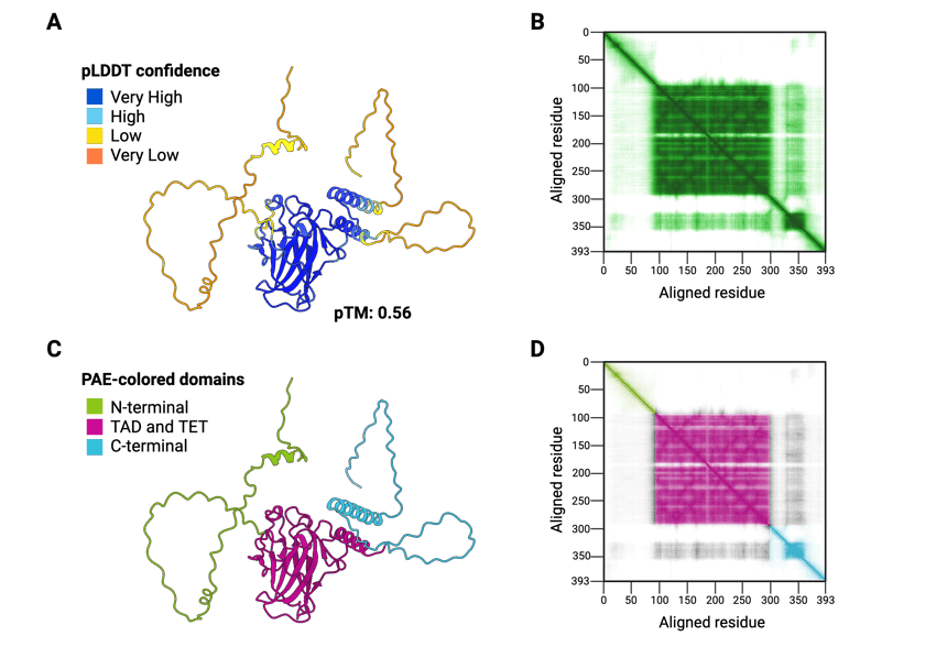 Panel A shows a ribbon diagram of the p53 structure. The main body is colored dark blue. There are multiple longer chains branching out that are colored orange. The pTM is shown to be 0.56. Panel B's PAE plot shows aligned residues 0 to 393 on both the X and Y axis. On the X axis, residues increase from left to right. On the Y axis, residues increase from top to bottom. The graph shows a dark green square in the middle, spanning from residue 100 to 300. There are stripes of lighter green sections around residue 350. There is also a dark green diagonal stripe, from the top left to bottom right of the plot. Panel C shows the same p53 ribbon diagram. The N-terminal chain is colored green. The TAD and TET chains (middle of p53) are colored pink. The C-terminal chain is colored light blue. Panel D shows the same PAE plot as panel B, with altered coloring. The main square is pink, to correlate with the TAD and TET chains of p53. The top left of the diagonal is green to correlate with the N-terminal chain. The bottom right of the diagonal is colored light blue to correlate with the C-terminal chain.