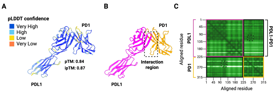 Panel A shows a ribbon diagram of PDL1 and PD1 interacting. Most of the structure is dark blue. The pTM is shown as 0.84 and the ipTM is shown as 0.87. Panel B shows the same ribbon diagram of PDL1 and PD1. The interaction region is highlighted with a dotted rectangle. Panel C shows an almost completely dark green PAE plot, with aligned residues 1 to 315 on the X and Y axes. On the X axis, residues increase from left to right. On the Y axis, residues increase from top to bottom. Residues 1 to 225 (top left of the plot) are boxed off as PDL1. Residues 225 to 315 (bottom right of the plot) are boxed off as PD1. The interaction regions (PDL1-PD1) are boxed off on the top right (X axis: 225 to 315; Y axis: 225 to 1) and bottom left (X axis: 1 to 225; Y axis: 225 to 315).