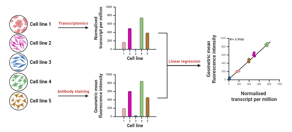 Schematic: Five cells have been analyzed with transcriptomics and antibody staining, with bar graphs showing a correlation between the two in each cell line. Linear regression is performed, and the genomic mean fluorescence intensity and normalized transcript per million are positively correlated, with an R-squared of 0.9906,