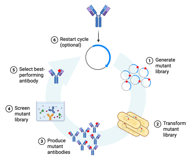 The cycle starts with an antibody and the coding sequence is expressed on a plasmid. Step 1: generate mutant library, shown as plasmids with mutations indicated by red stars. Step 2: transform mutant library, shown as plasmids transformed into E. coli. Step 3: produce mutant antibodies, shown as a group of antibodies with red stars to represent mutations. Step 4: screen mutant library, with ELISA shown as an example. Step 5: Select best-performing antibody, shown as a single antibody with a red star representing the best-performing mutation. Step 6: restart cycle (optional). Step 6 restarts at the antibody plasmid step.
