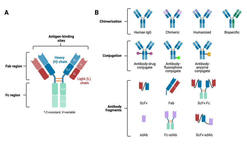 Panel A shows a basic antibody structure. The Fab region is the top portion of the antibody that includes the heavy (H) chain and light (L) chain. These make up the antigen-binding sites. There are two heavy chains and two light chains. Each chain has a variable (V) region and a constant (C) region. The Fc region is the bottom part of the antigen and is comprised of just constant regions. Panel B shows examples of engineered antibodies. The top row shows chimerization and includes human IgG, chimeric (different variable regions), humanized (antigen binding site altered for human antigens), and bispecific (a mix of two antibody types). The second row shows conjugation, where different components are bound to the Fc constant regions. This includes antibody-drug conjugates, antibody-fluorophore conjugates, and antibody-enzyme-conjugates. The last two rows show antibody fragments. It includes ScFv (one variable region from both a heavy and light chain), Fab (one half of the Fab region, with one heavy and one light chain), ScFv-Fc (a mix of an ScFv and part of the Fc region), sdAb, Fc-sdAb (an sdAb plus part of the Fc region), and ScFv-sdAv (an ScFv plus an sdAb).