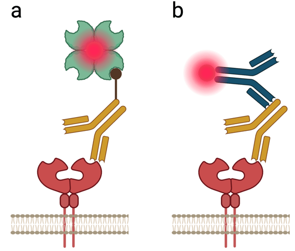 a) a ligand in a cell membrane, with an antibody bound to the extracellular side of the ligand. The antibody has a biotin tag on it, that is bound by a fluorescent molecule. b) the same antibody and ligand binding pair, but this time the antibody is bound by a secondary antibody with a fluorophore on it.