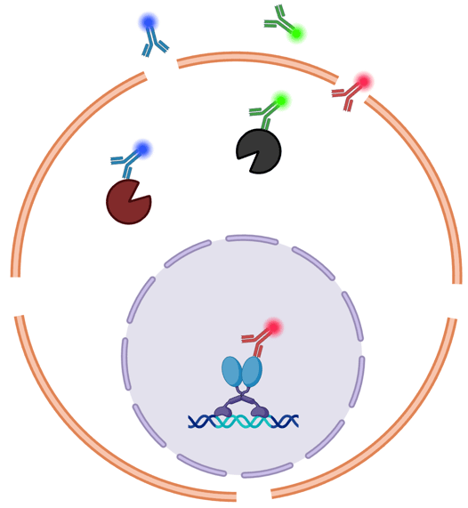 A cell with breaks in the cell membrane and nucleus membrane. Antibodies, attached to fluorescent dyes of different color, are entering the cell. There are two antibodies bound to proteins inside the cell, and one antibody bound to a protein inside the nucleus.