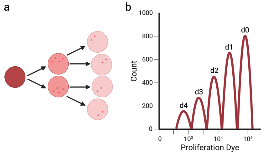 a) a cell, with arrows pointing to two cells, which in turn have arrows pointing to four cells, representing cell replication. b) a graph with Count on the Y axis and Proliferation Dye on the X axis. The graph is a series of peaks that get higher as it moves from d4 (day 4) to d0 (day 0).