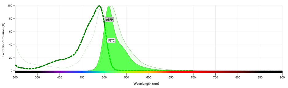 Excitation and emission spectra for eGFP and FITC, with both colors peaking around 525 nm. It is difficult to distinguish the two peaks. 